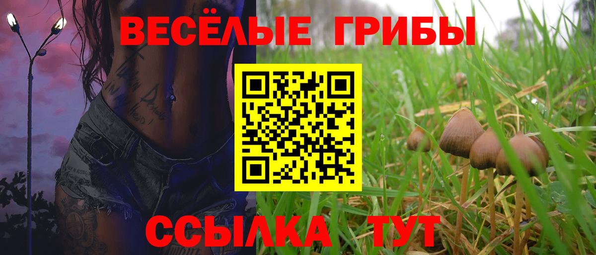 Сосновый Бор  цены   Вход с VPN  Псилоцибиновые грибы Psilocybe 